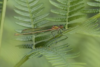 Emerald damselfly (Lestes sponsa) adult female insect resting on a Bracken leaf, Suffolk, England,