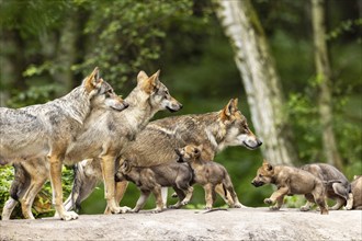 A pack of several gray wolves (Canis lupus), Germany, Europe