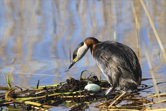 Red-necked Grebe (Podicaps grisegena) on its swimming nest, Central Sweden, Sweden, Scandinavia,