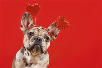 Merle French Bulldog dog wearing Valentine's Day headband with hearts on red background with copy