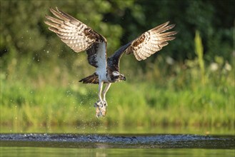 Western osprey (Pandion haliaetus) hunting, Aviemore, Scotland, Great Britain