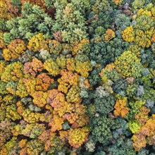 Mixed forest in autumn, colouring, aerial view, forest, autumnal, Ahlhroner Fischteiche,