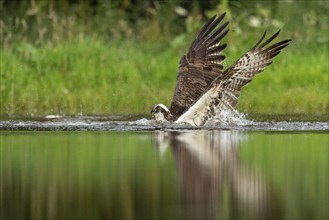 Western osprey (Pandion haliaetus) hunting, Aviemore, Scotland, Great Britain