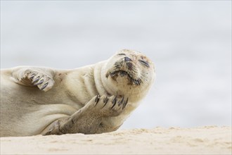 Common seal (Phoca vitulina) adult animal on a seaside beach, Norfolk, England, United Kingdom,