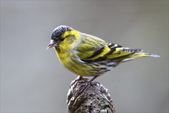 Female of Eurasian Siskin, Spinus spinus, bird in forest at winter sun