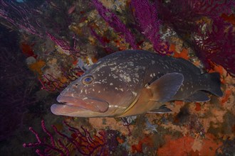 Dusky grouper (Epinephelus marginatus) (Mycteroperca marginatus) and violescent sea-whip