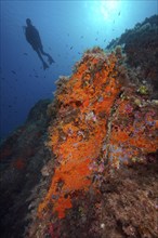 Yellow cluster anemone (Parazoanthus axinellae) and orange upholstery sponge (Reniera fulva) in the