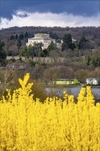 Flowering forsythia bushes, cultivation of a tree nursery, in Essen Fischlaken, in spring, March,