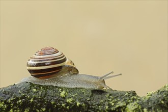 Grove snail (Cepaea nemoralis), North Rhine-Westphalia, Germany, Europe