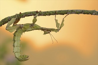 Giant prickly stick insect (Extatosoma tiaratum), female, captive, occurrence in Australia