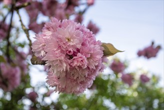 Close-up of pink cherry blossoms against a blurred blue sky, Japanese ornamental cherries,