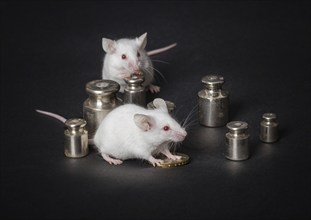 Two small white laboratory mice with weights and coins on a gray background. the concept of