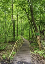 Landscape at Hellsee in Lanke, Bernau, Brandenburg, Germany, Europe