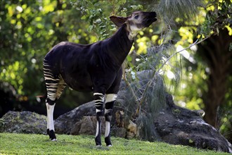 Okapi (Okapia johnstoni), adult feeding, Africa, captive