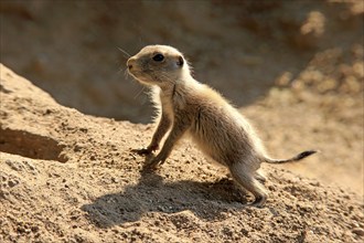 Black-tailed prairie dog (Cynomys ludovicianus), young animal, at the den, North America