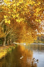 Platanen Allee, lakeside path on Lake Baldeney, near Haus Scheppen, in Essen, autumn, North