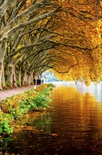 Platanen Allee, Weg am Lake Baldeney, near Haus Scheppen, in Essen, autumn, North Rhine-Westphalia,