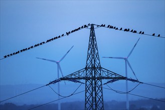 Many birds, rooks, sitting on a high-voltage power line after sunset, wind power plants, Hamm,