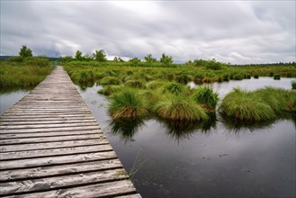 The High Fens, Brackvenn, raised bog, wooden plank hiking trail, in Wallonia, Belgium, on the