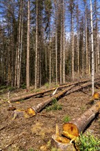 Eifel National Park, Kermeter mountain range, dead spruce trees damaged by the bark beetle, forest