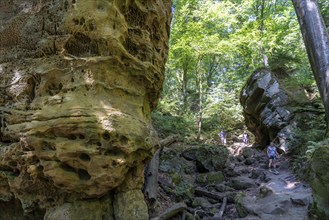 Path to the Devil's Gorge, near Irrel, Southern Eifel nature park Park, Rhineland-Palatinate,