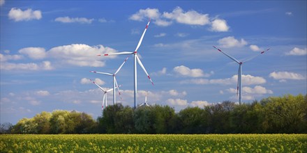 Wind turbines with rape field in bloom in spring, Titz, Lower Rhine, North Rhine-Westphalia,