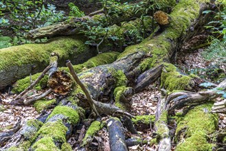 The Sababurg primeval forest, or primeval forest in the Reinhardswald, is a 95-hectare biotope