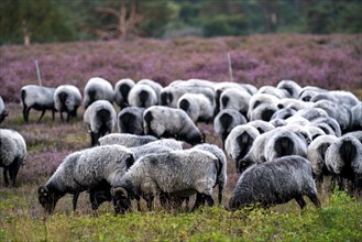 Heidschnucken sheep grazing in the Westruper Heide, in the Hohe Mark Westmünsterland nature park