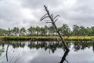 The Pietzmoor, raised bog in the Lüneburg Heath nature reserve, near Schneverdingen, Lower Saxony,