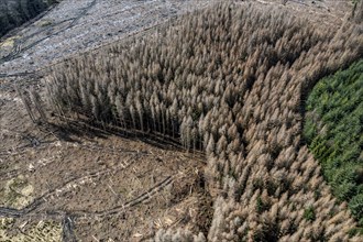 Area in the Arnsberg Forest near Warstein-Sichtigvor, district of Soest, area of a spruce forest