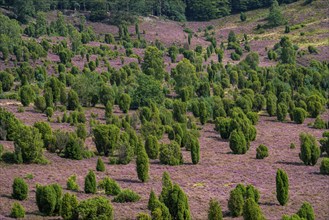 Flowering heath, heather and juniper bushes, in the Totengrund, near the village of Wilsede, in the