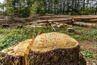 Forest dieback in Arnsberg Forest, northern Sauerland, dead spruce trees, partly cleared forest,