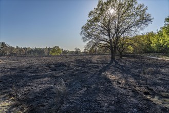 Consequences of a forest fire in the German-Dutch border region near Niederkrüchten-Elmpt, in the