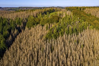 Sauerland, forest dieback, dead spruce trees, caused by the bark beetle, high temperatures, lack of