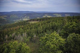 Symbolic photo on the subject of forest dieback. Bare areas mark the spots infested by the bark