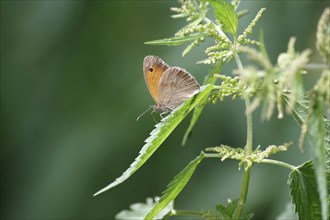 Dusky Meadow Brown (Hyponephele lycaon), butterfly, brown, leaf, The Dusky Meadow Brown moth rests