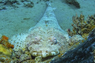 Crocodile fish (Papilloculiceps longiceps), underwater photo, dive site reef Bluff Point, Red Sea,