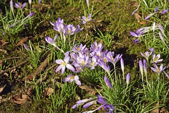 Crocuses, Spring, Hamburg, Hamburg, Federal Republic of Germany