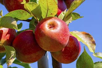 Close-up of apples in an apple field in the Palatinate. The apple trees are Weirouge or the Red