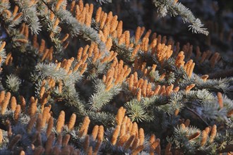 Cedar (Cedrus), North Rhine-Westphalia, Germany, Europe