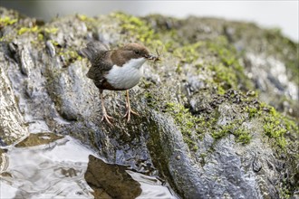 White-throated Dipper (Cinclus cinclus), at a torrent with prey in its beak, Rhineland-Palatinate,