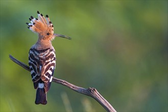 Hoopoe, (Upupa epops), on perch, hoopoe family, formerly raptors, Hides de El Taray / Lesser Kestr,