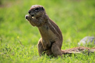 Cape ground squirrel (Xerus inauris), adult, alert, standing upright, feeding, Mountain Zebra