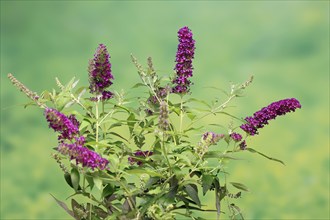 Butterfly-bush (Buddleja davidii), summer lilac, common summer lilac, butterfly bush, lilac spear,