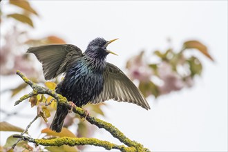 A common starling (Sturnus vulgaris) on a branch spreading its wings, courtship, courtship