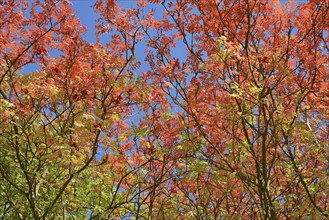 European rowan (Sorbus aucuparia), view into the treetops with autumn leaves, blue sky, North