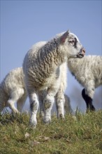 Close-up of a standing lamb in a meadow with blue sky, Elbe dike, Hitzacker, Damnatz, Wendland,