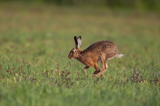 European brown hare (Lepus europaeus) adult animal running across a farmland field, Suffolk,