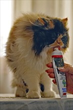 Persian cat, long-haired cat, licks Malttube