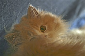 Persian cat, long-haired cat